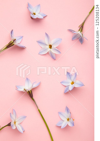 Flowers composition. Spring blue flowers on pink background. Vertical photo 125208134