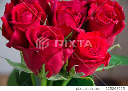 Red rose 125208215