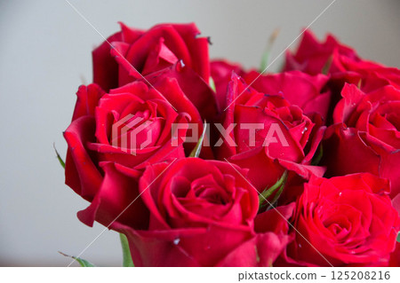 Red rose 125208216