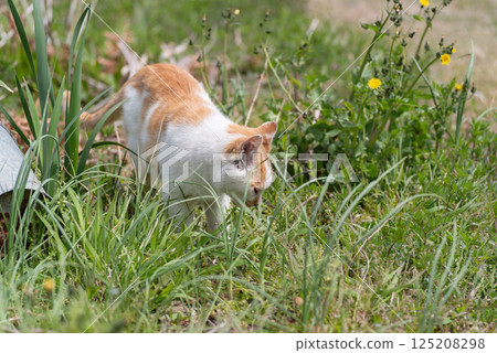 Cat walking through the grass Brown and white cat 125208298