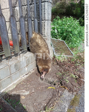 獾髖骨被柵欄卡住而死亡 125208307