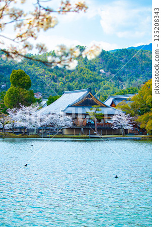 【京都風光】大覺寺～大澤池櫻花盛開 125208343