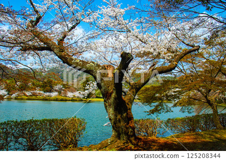 【京都風光】大覺寺~大澤池櫻花盛開 【京都風光】大覺寺~大澤池櫻花盛開 125208344