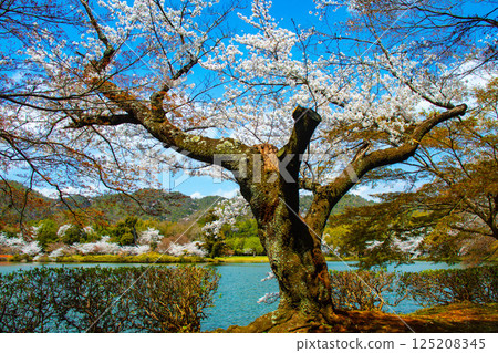 【京都風光】大覺寺~大澤池櫻花盛開 【京都風光】大覺寺~大澤池櫻花盛開 125208345