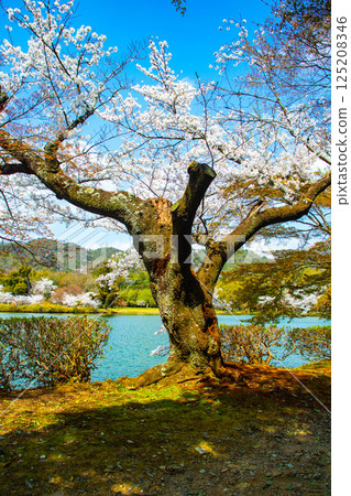 【京都風光】大覺寺~大澤池櫻花盛開 【京都風光】大覺寺~大澤池櫻花盛開 125208346
