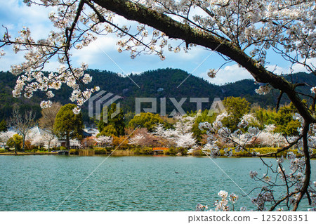 [Kyoto Scenery] Daikakuji Temple - The area around Osawa Pond is covered in cherry blossoms 125208351