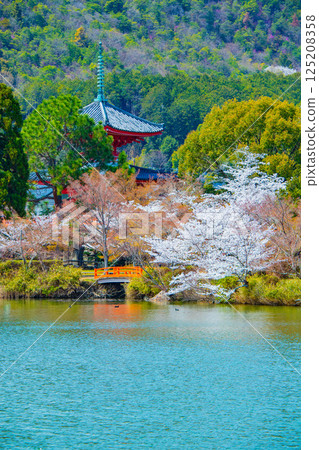 【京都風光】大覺寺~大澤池櫻花盛開 【京都風光】大覺寺~大澤池櫻花盛開 125208358