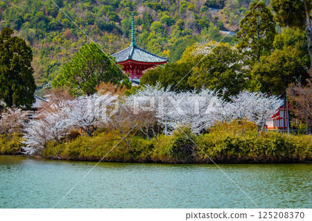 [Kyoto Scenery] Daikakuji Temple - The area around Osawa Pond is covered in cherry blossoms 125208370