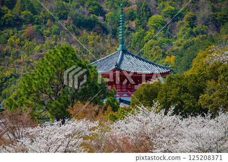 [Kyoto Scenery] Daikakuji Temple - The area around Osawa Pond is covered in cherry blossoms 125208371