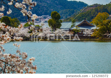 【京都風光】大覺寺~大澤池櫻花盛開 【京都風光】大覺寺~大澤池櫻花盛開 125208372