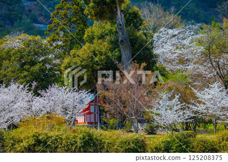 【京都風光】大覺寺～大澤池櫻花盛開 125208375