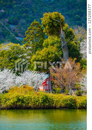 [Kyoto Scenery] Daikakuji Temple - The area around Osawa Pond is covered in cherry blossoms 125208377