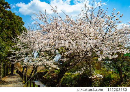 [Kyoto Scenery] Daikakuji Temple - The area around Osawa Pond is covered in cherry blossoms 125208380