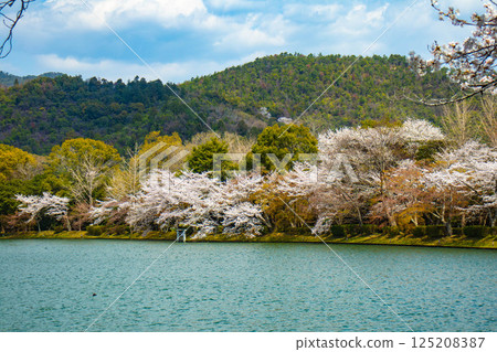 【京都風光】大覺寺~大澤池櫻花盛開 【京都風光】大覺寺~大澤池櫻花盛開 125208387