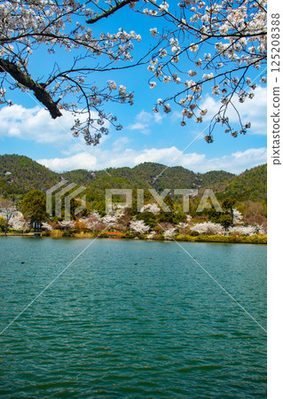 【京都風光】大覺寺～大澤池櫻花盛開 125208388