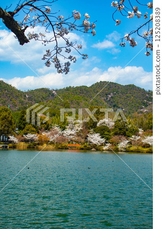 【京都風光】大覺寺～大澤池櫻花盛開 125208389