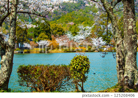 【京都風光】大覺寺~大澤池櫻花盛開 【京都風光】大覺寺~大澤池櫻花盛開 125208406