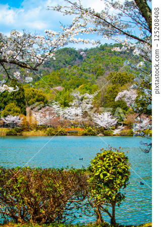 【京都風光】大覺寺~大澤池櫻花盛開 【京都風光】大覺寺~大澤池櫻花盛開 125208408