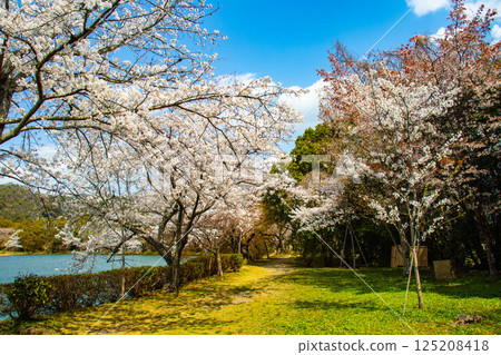 【京都風光】大覺寺~大澤池櫻花盛開 【京都風光】大覺寺~大澤池櫻花盛開 125208418
