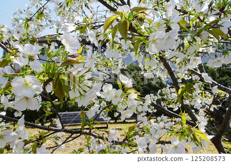 Scenery of Oshimazakura (rose family) in bloom Scenery of Oshimazakura (rose family) in bloom 125208573