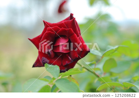 Arao City Ominous Citizen Flower Bed Rose Flower, 125208622