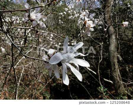 The flowering of the Magnoliaceae Magnolia, an endemic species of the Tokai region The flowering of the Magnoliaceae Magnolia, an endemic species of the Tokai region 125208648