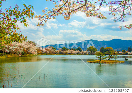 【京都風光】大覺寺～大澤池櫻花盛開 125208707