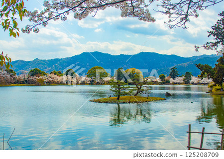 【京都風光】大覺寺~大澤池櫻花盛開 【京都風光】大覺寺~大澤池櫻花盛開 125208709