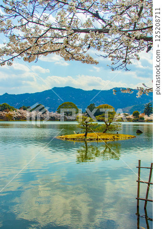【京都風光】大覺寺~大澤池櫻花盛開 【京都風光】大覺寺~大澤池櫻花盛開 125208711