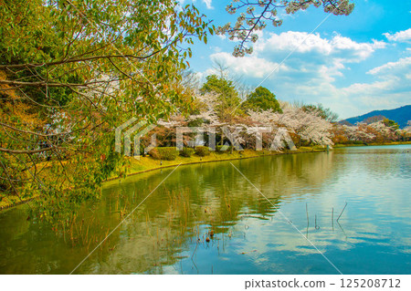 [Kyoto Scenery] Daikakuji Temple - The area around Osawa Pond is covered in cherry blossoms 125208712
