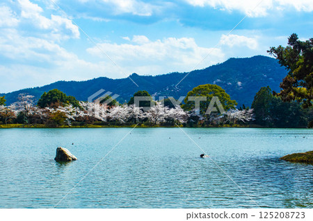 [Kyoto Scenery] Daikakuji Temple - The area around Osawa Pond is covered in cherry blossoms 125208723