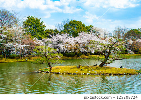 【京都風光】大覺寺~大澤池櫻花盛開 【京都風光】大覺寺~大澤池櫻花盛開 125208724