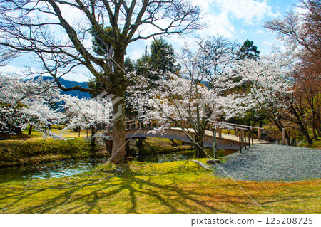 【京都風光】大覺寺~大澤池櫻花盛開 【京都風光】大覺寺~大澤池櫻花盛開 125208725