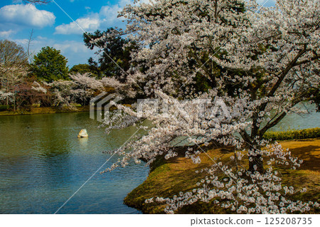 【京都風光】大覺寺~大澤池櫻花盛開 【京都風光】大覺寺~大澤池櫻花盛開 125208735