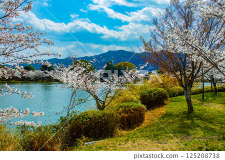【京都風光】大覺寺~大澤池櫻花盛開 【京都風光】大覺寺~大澤池櫻花盛開 125208738