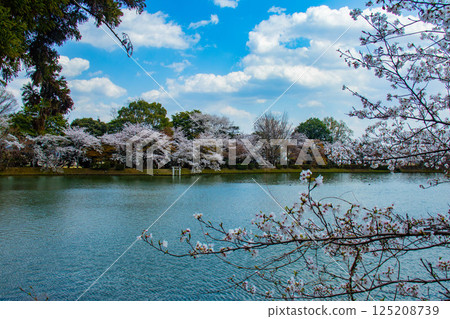 【京都風光】大覺寺~大澤池櫻花盛開 【京都風光】大覺寺~大澤池櫻花盛開 125208739