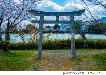 【京都風光】大覺寺~大澤池櫻花盛開 【京都風光】大覺寺~大澤池櫻花盛開 125208742