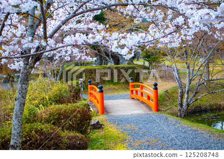 【京都風光】大覺寺～大澤池櫻花盛開 125208748
