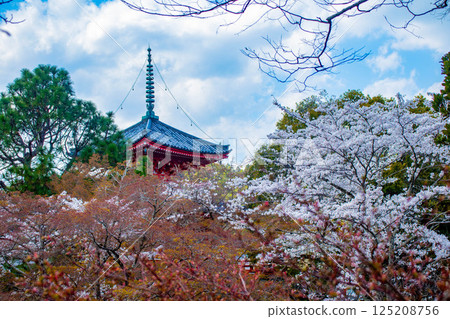 [Kyoto Scenery] Daikakuji Temple - The area around Osawa Pond is covered in cherry blossoms 125208756
