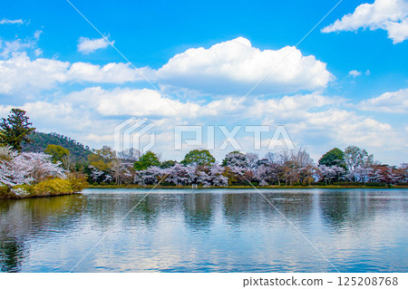 [Kyoto Scenery] Daikakuji Temple - The area around Osawa Pond is covered in cherry blossoms 125208768
