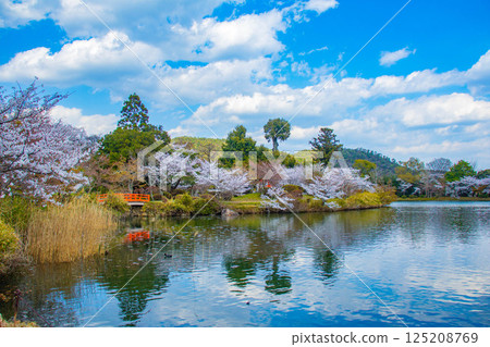 [Kyoto Scenery] Daikakuji Temple - The area around Osawa Pond is covered in cherry blossoms 125208769