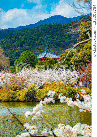 【京都風光】大覺寺~大澤池櫻花盛開 【京都風光】大覺寺~大澤池櫻花盛開 125208784