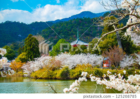 [Kyoto Scenery] Daikakuji Temple - The area around Osawa Pond is covered in cherry blossoms 125208785