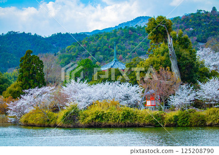 【京都風光】大覺寺~大澤池櫻花盛開 【京都風光】大覺寺~大澤池櫻花盛開 125208790