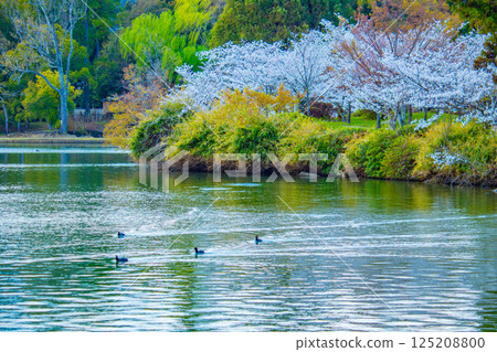 【京都風光】大覺寺~大澤池櫻花盛開 【京都風光】大覺寺~大澤池櫻花盛開 125208800
