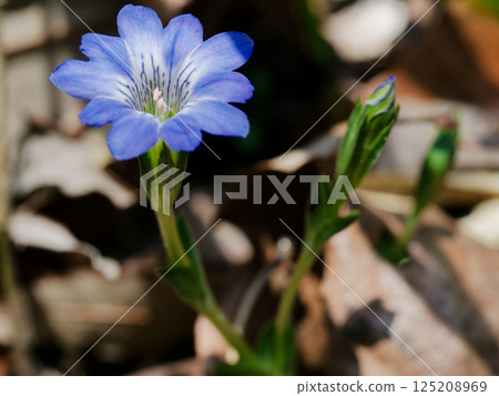 Early spring flower, funnel-shaped blue corolla of Gentianaceae, Gentianaceae 125208969