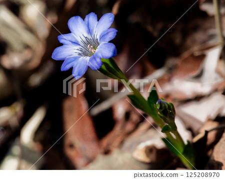 Early spring flower, funnel-shaped blue corolla of Gentianaceae, Gentianaceae Early spring flower, funnel-shaped blue corolla of Gentianaceae, Gentianaceae 125208970