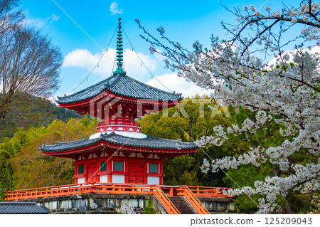 【京都風光】大覺寺～大澤池櫻花盛開 125209043
