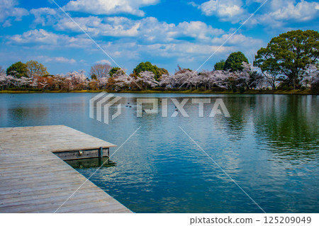 [Kyoto Scenery] Daikakuji Temple - The area around Osawa Pond is covered in cherry blossoms 125209049