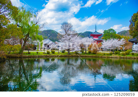 【京都風光】大覺寺~大澤池櫻花盛開 【京都風光】大覺寺~大澤池櫻花盛開 125209059
